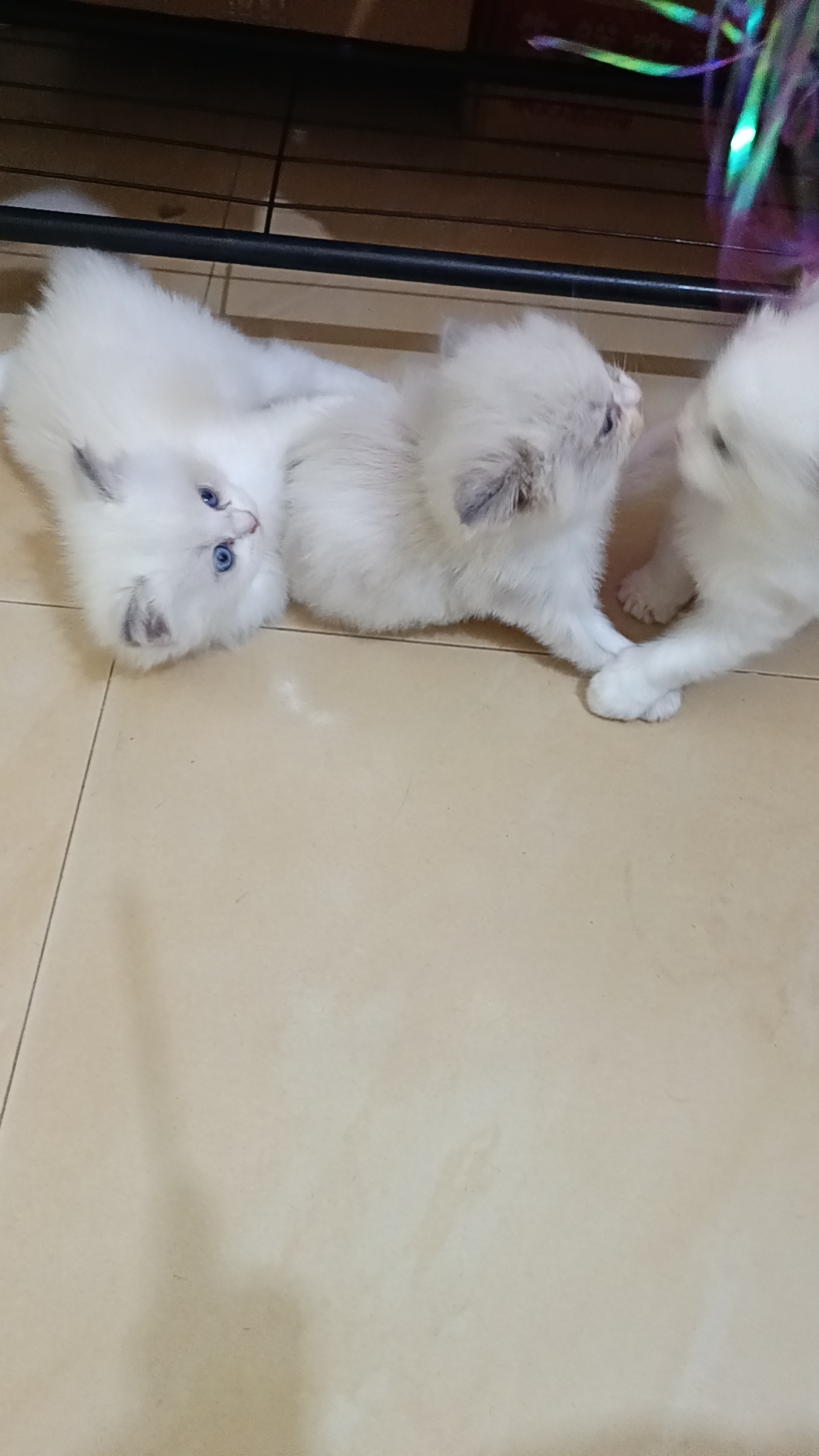特价出新脸版布偶蓝双妹妹